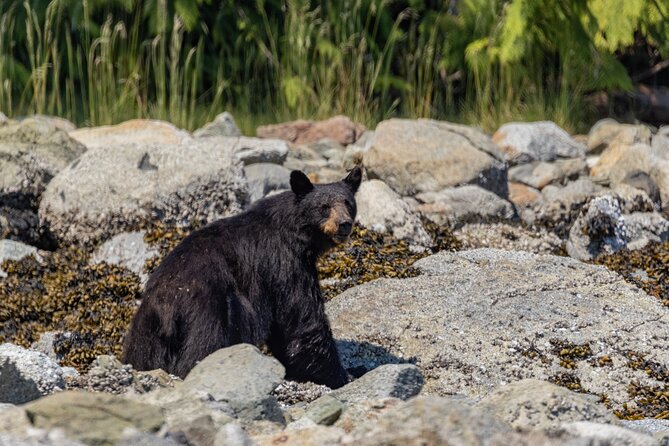 Full Day Whale Watching Campbell River - Searching for humpbacks and orcas