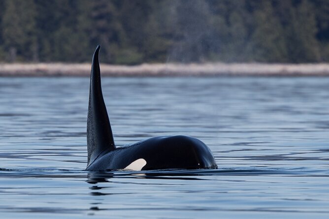 Full Day Whale Watching Campbell River - Lunch on a remote island