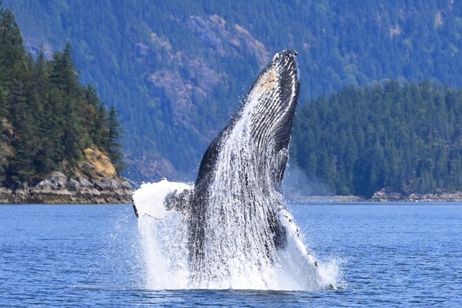 Full Day Whale Watching Campbell River - Price, group size, and overall value