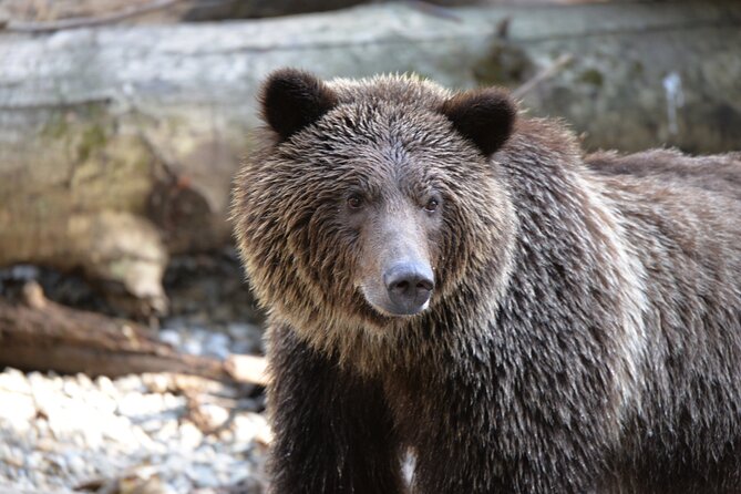 Great Bears of Bute: Grizzly Bear Viewing & Indigenous Cultural Tour - Key points to know before booking