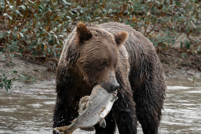 Great Bears of Bute: Grizzly Bear Viewing & Indigenous Cultural Tour - The guides add meaning to the wildlife