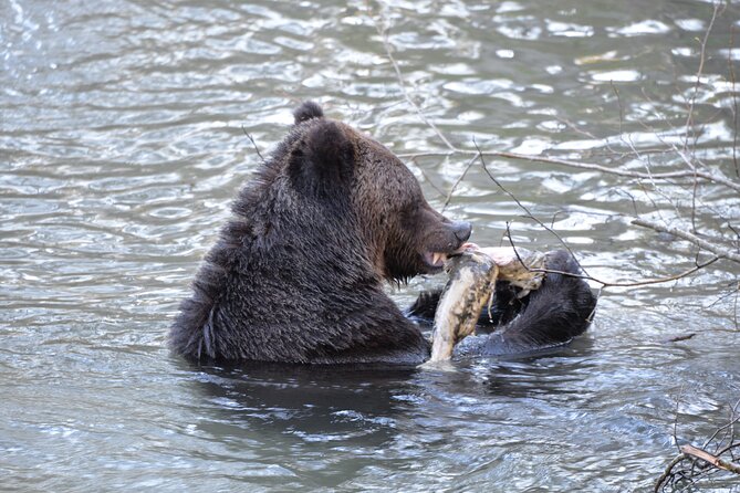 Great Bears of Bute: Grizzly Bear Viewing & Indigenous Cultural Tour - The return to Campbell River is part of the trip