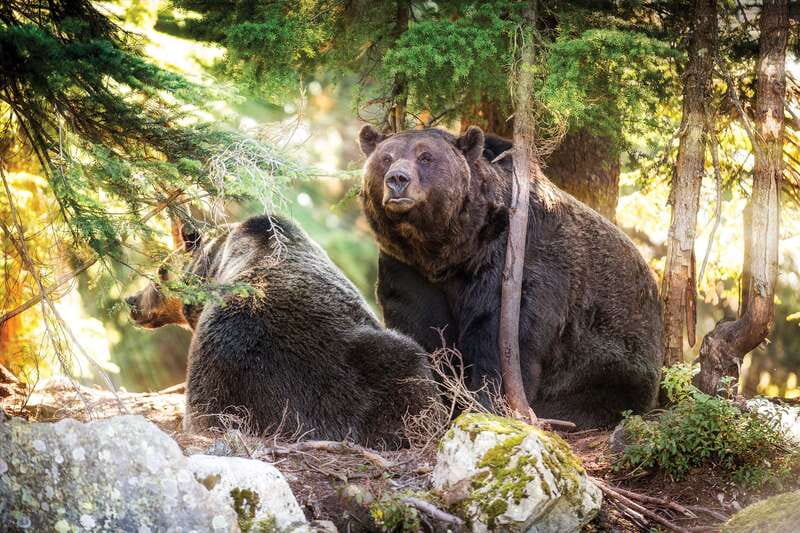 Grouse Mountain Skyride Admission Ticket - Summer at Grouse Mountain: bears, birds, and lumberjacks