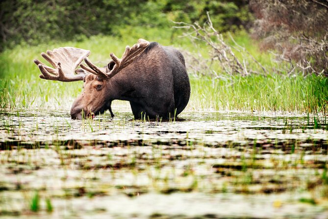 Guided Tours Algonquin Park - Wildlife is possible, but never promised