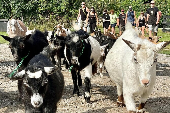Haute Goat Shmurgle in Ontario - The Screaming Goat Café