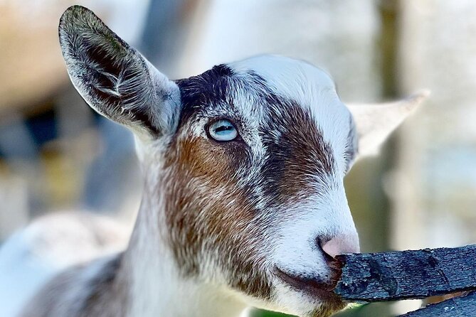 Haute Goat Shmurgle in Ontario - Is $43.74 per person good value?