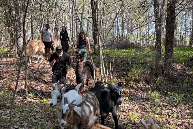 Hike & Lunch with Llamas - Why the private format matters