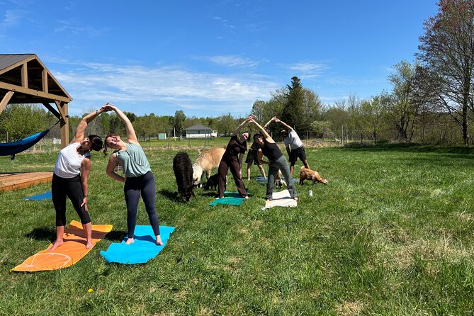 Hike & Lunch with Llamas - Is $56.20 a fair price?