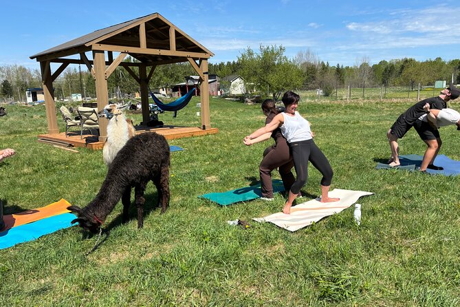 Hike & Lunch with Llamas - Timing your visit in New Brunswick