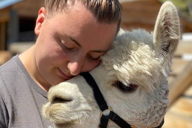 Hiking and Adventure from Napanee to Bon Echo Provincial Park - Meeting alpacas at Hickory Lane Farm