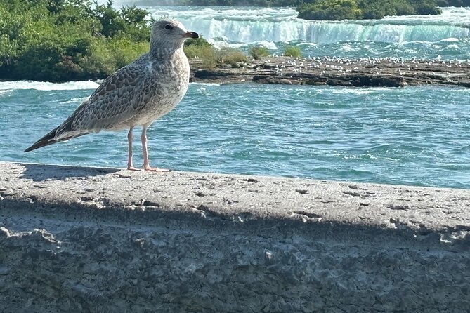 Hornblower Boat and Walking Tour of Niagara Falls - Boarding Niagara City Cruises