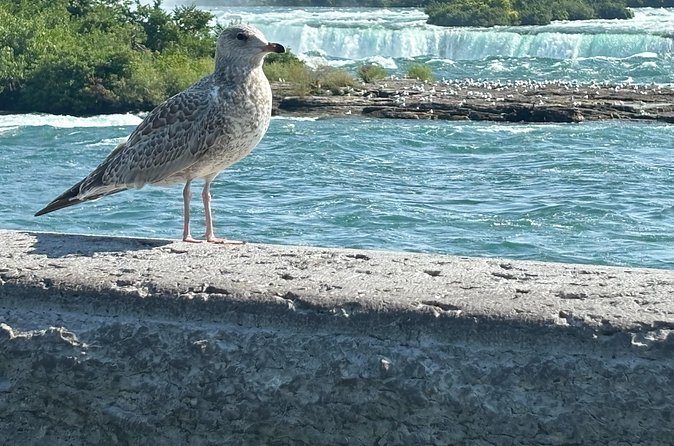 Hornblower Boat and Walking Tour of Niagara Falls - What the guide adds