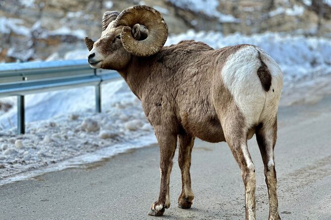 Icefields Parkway Experience - What the $153.40 price really covers