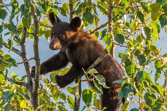 Jasper Evening Wildlife Tour - Key points to know before booking