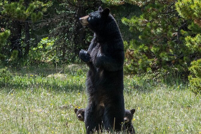Jasper Evening Wildlife Tour - The wildlife you might actually see