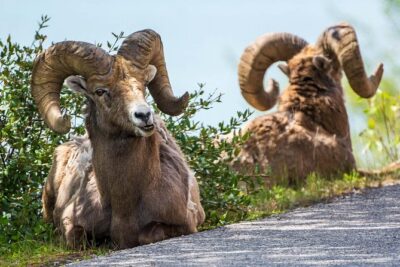 Jasper Evening Wildlife Tour