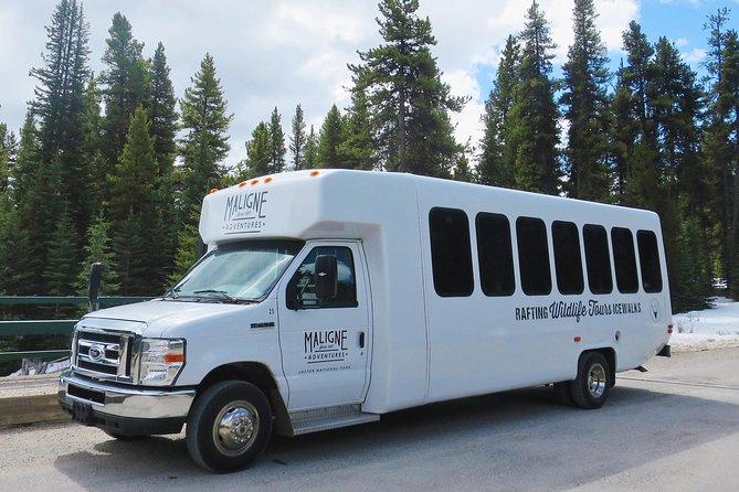 Jasper Evening Wildlife Tour - Seeing animals from the minibus