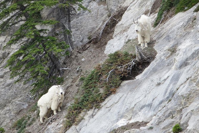 Jasper Evening Wildlife Tour - Is $65.49 a fair price?