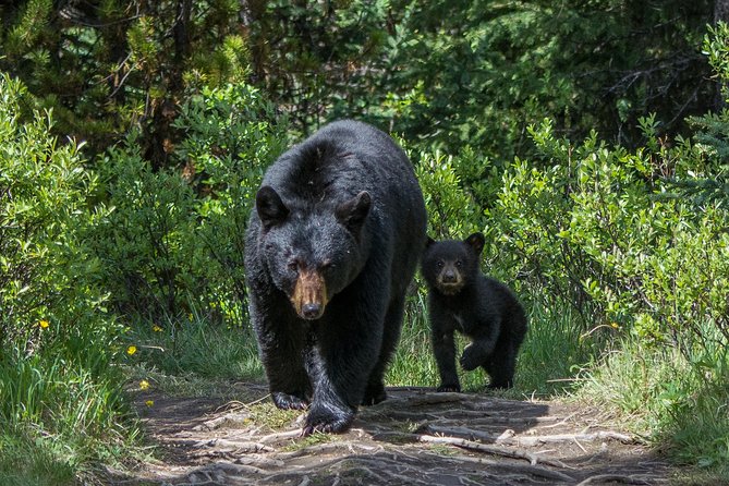 Jasper Evening Wildlife Tour - Pickup details that can save you a wait