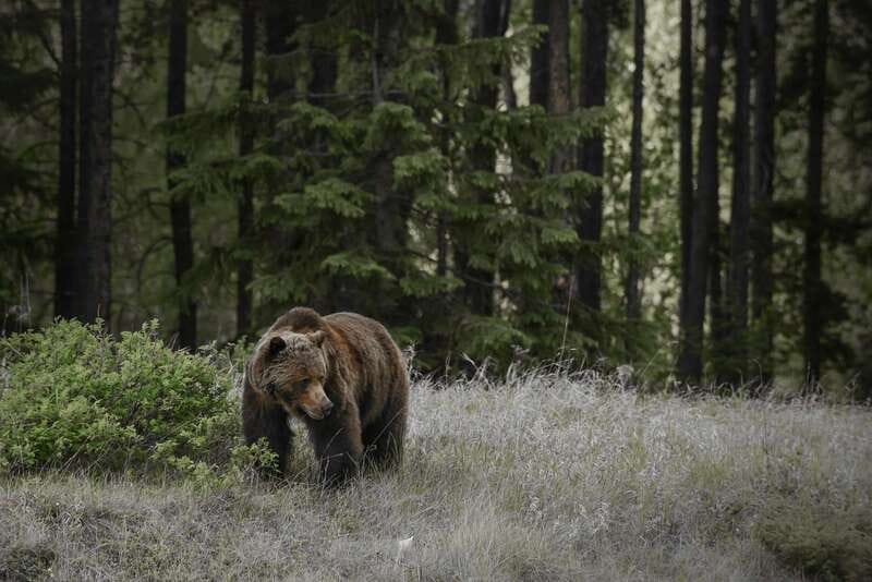 Jasper: Maligne Valley Wildlife & Spirit Island Cruise - Who will enjoy this Jasper outing