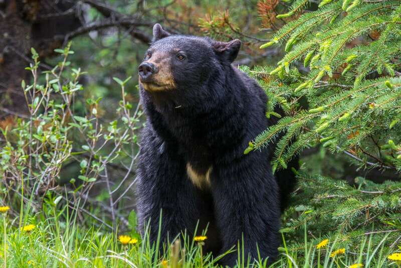 Jasper National Park: Evening or Morning Wildlife Watch Tour - Key points at a glance