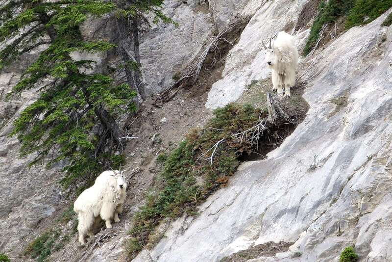 Jasper National Park: Evening or Morning Wildlife Watch Tour - Practical tips for a better wildlife watch