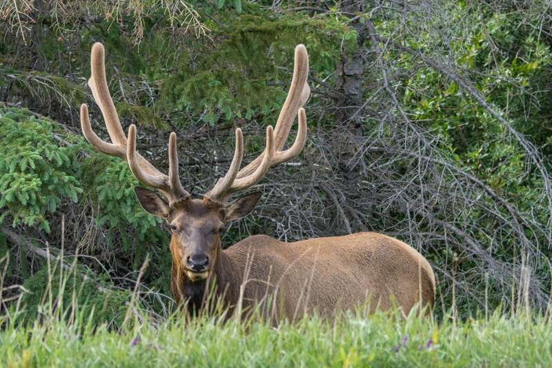 Jasper National Park: Evening or Morning Wildlife Watch Tour - What this Jasper wildlife tour is really like