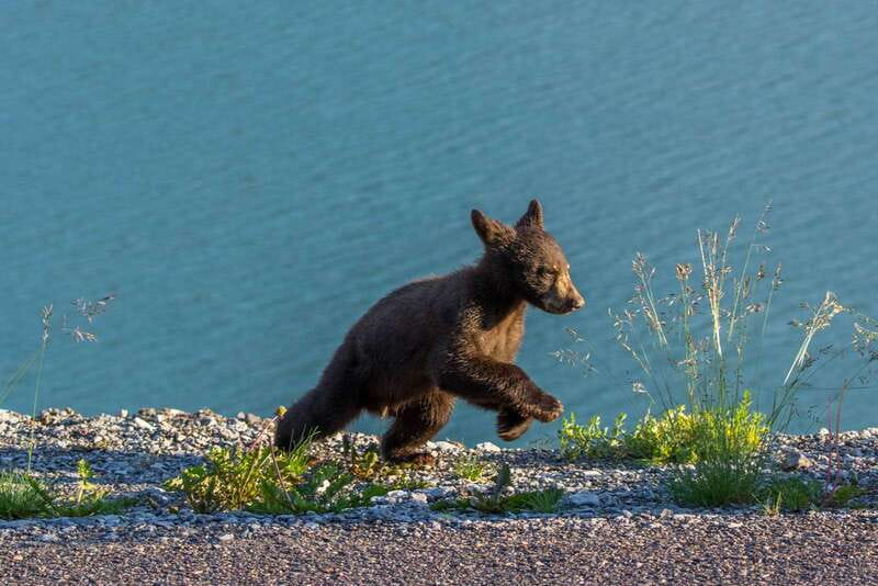 Jasper National Park: Evening or Morning Wildlife Watch Tour - The wildlife you might see in three hours