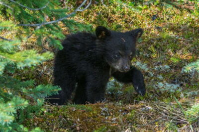 Jasper National Park: Evening or Morning Wildlife Watch Tour