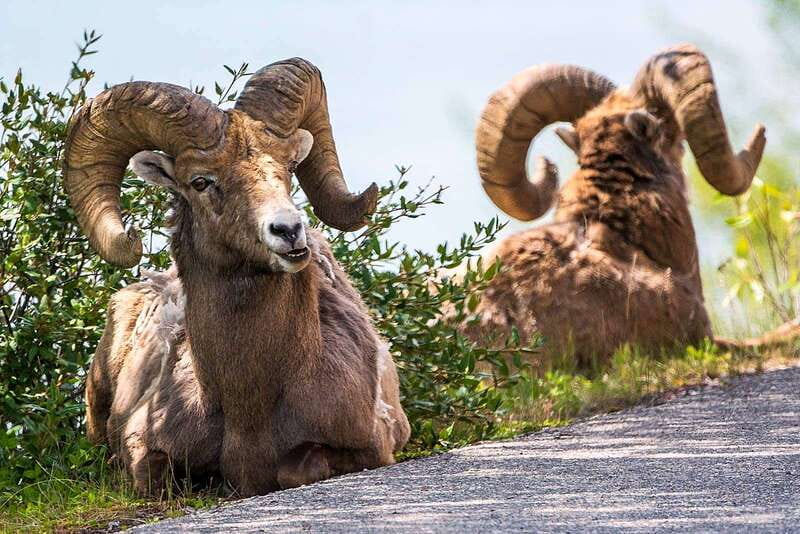 Jasper National Park: Evening or Morning Wildlife Watch Tour - Why the guide matters more than the minibus
