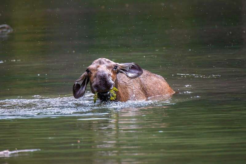 Jasper National Park: Evening or Morning Wildlife Watch Tour - Is $63 a fair price?
