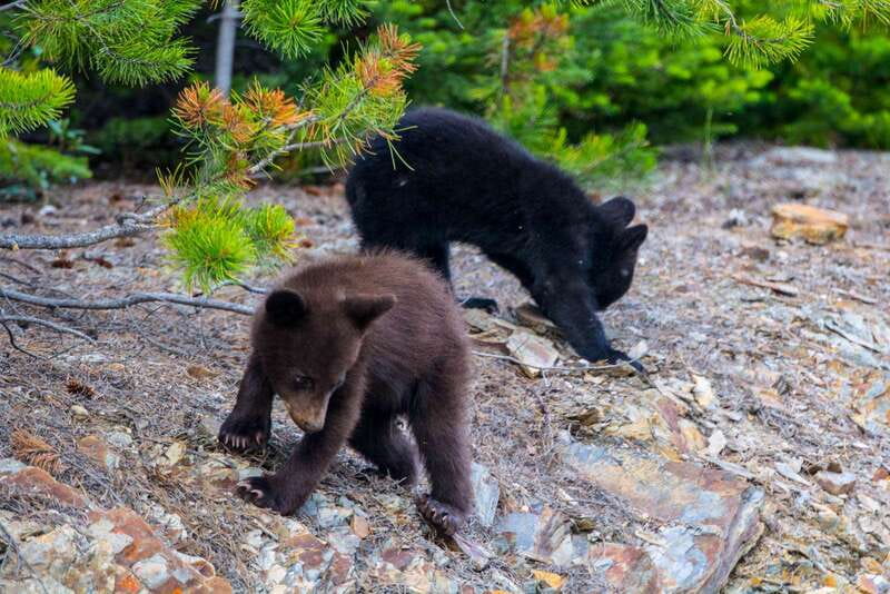 Jasper National Park: Evening or Morning Wildlife Watch Tour - Who should book this experience?