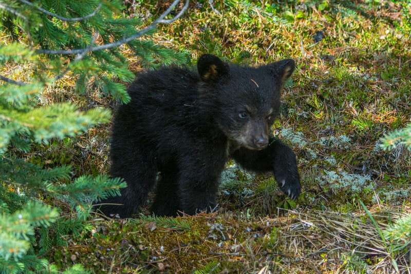 Jasper National Park: Evening or Morning Wildlife Watch Tour - The route changes with the animals