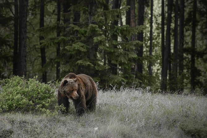 Jasper National Park Tour Maligne Valley, Medicine Lake with Walk - Wildlife watching along the three-hour valley drive