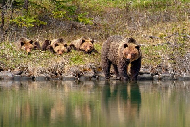 Jasper National Park Tour Maligne Valley, Medicine Lake with Walk - Price, timing, and who gets the best value