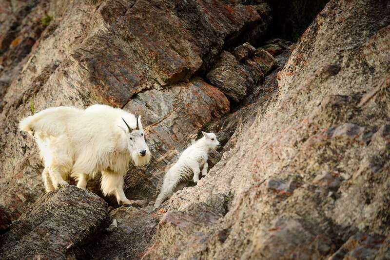Jasper: Transfer to Banff/Lake Louise w/ Columbia Icefields - Athabasca Falls brings power and noise