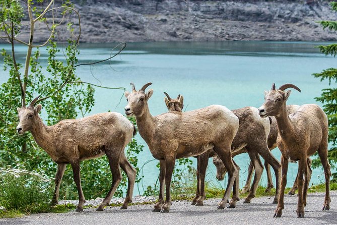 Jasper Wildlife and Sightseeing Tour with Maligne Lake Hike - Medicine Lake and its unusual disappearing water