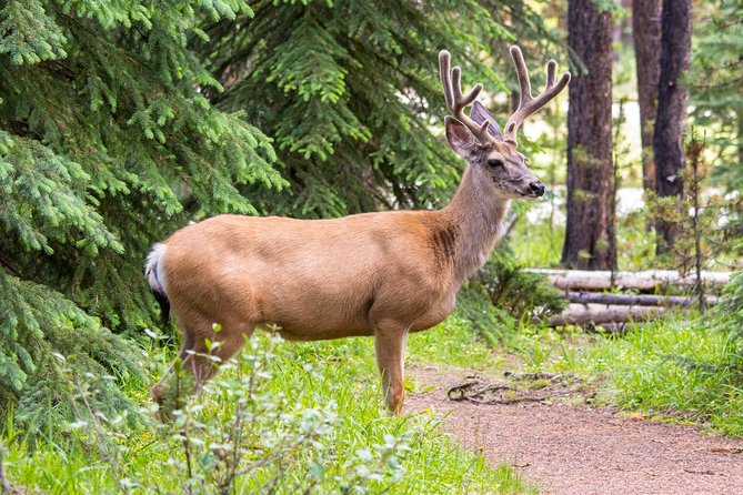Jasper Wildlife and Sightseeing Tour with Maligne Lake Hike - Guides make a major difference