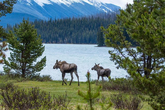 Jasper Wildlife and Sightseeing Tour with Maligne Lake Hike - Maligne Canyon Overlook and the wildfire story