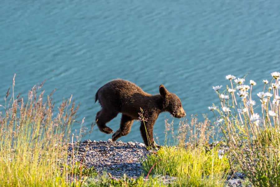 Jasper: Wildlife and Waterfalls Tour with Lakeshore Hike - Medicine Lake and its disappearing water