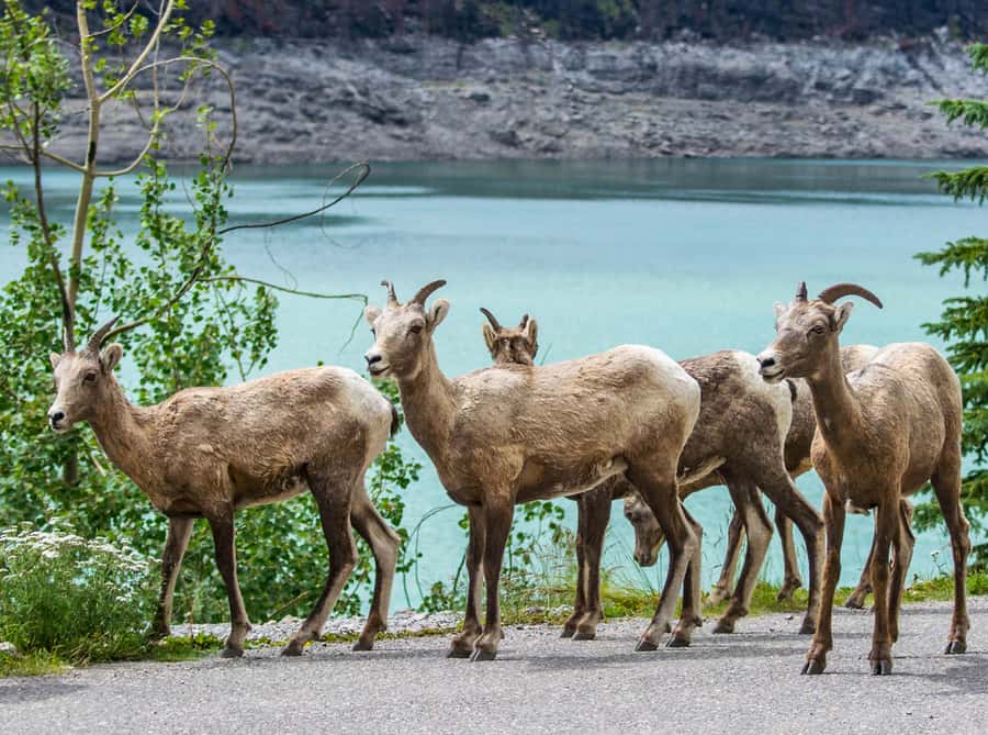 Jasper: Wildlife and Waterfalls Tour with Lakeshore Hike - The 2 to 3 kilometer Maligne Lake walk