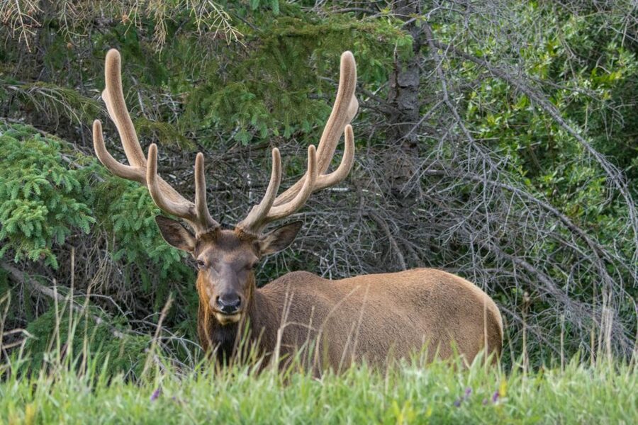 Jasper: Wildlife and Waterfalls Tour with Lakeshore Hike - Wildlife watching without false promises