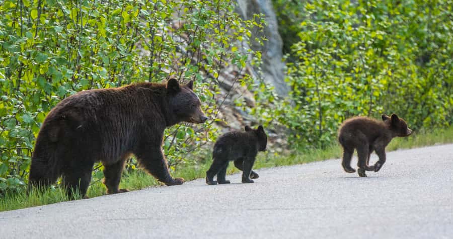 Jasper: Wildlife and Waterfalls Tour with Lakeshore Hike - Pickup details and what to pack