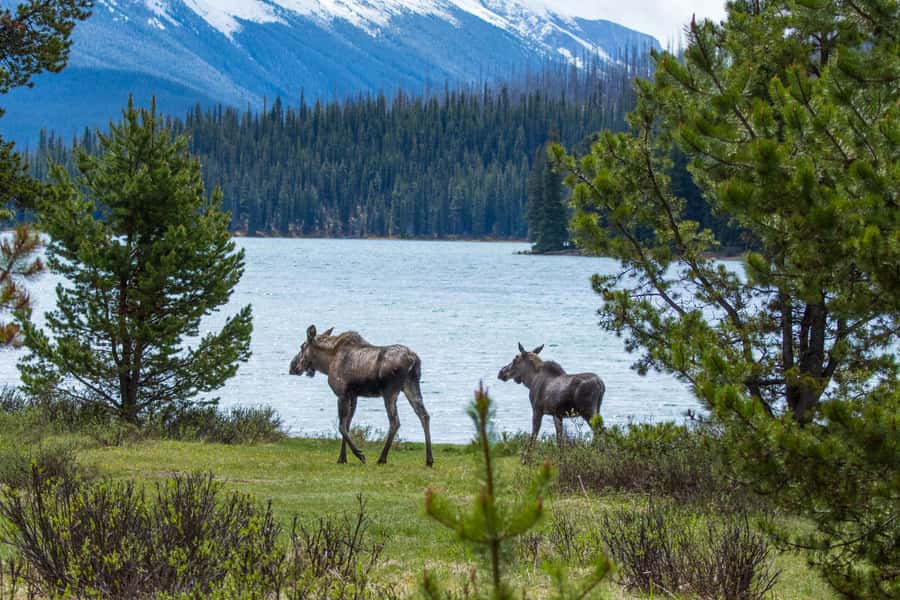 Jasper: Wildlife and Waterfalls Tour with Lakeshore Hike - Maligne Canyon and the current wildfire closure