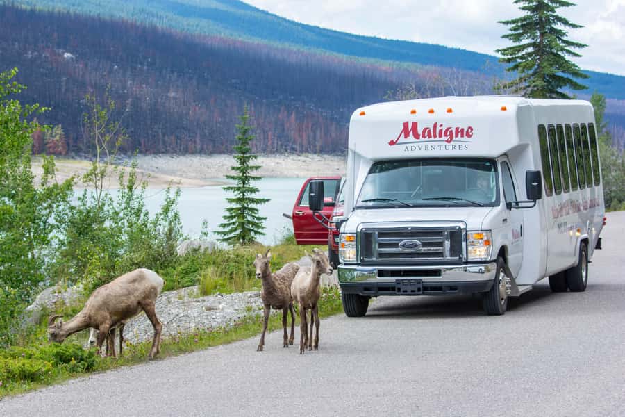 Jasper: Wildlife and Waterfalls Tour with Maligne Cruise - Key points to know before you book