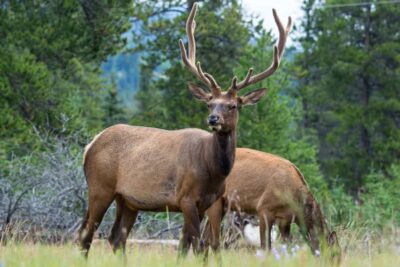 Wildlife and Waterfalls Tour with Maligne Cruise
