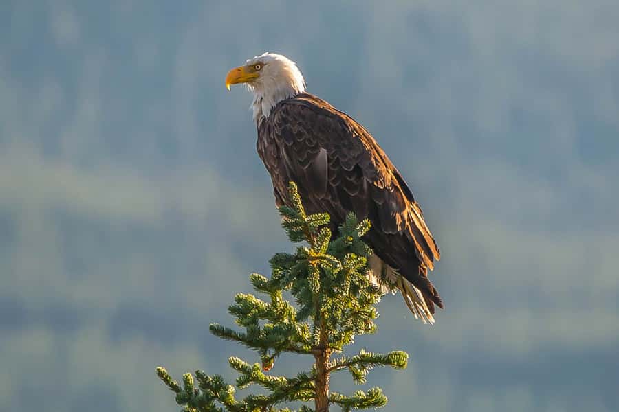Jasper: Wildlife and Waterfalls Tour with Maligne Cruise - Medicine Lake and the reason it disappears