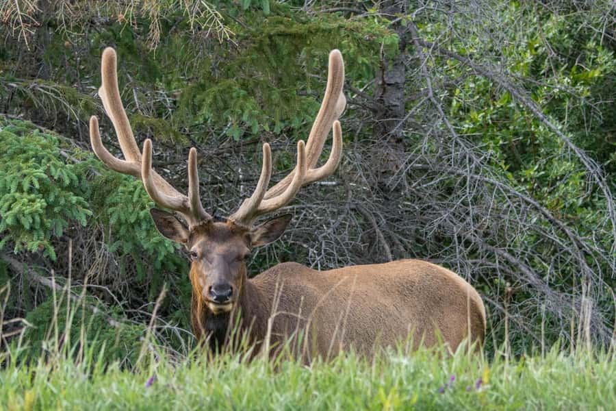 Jasper: Wildlife and Waterfalls Tour with Maligne Cruise - How good is the wildlife watching?