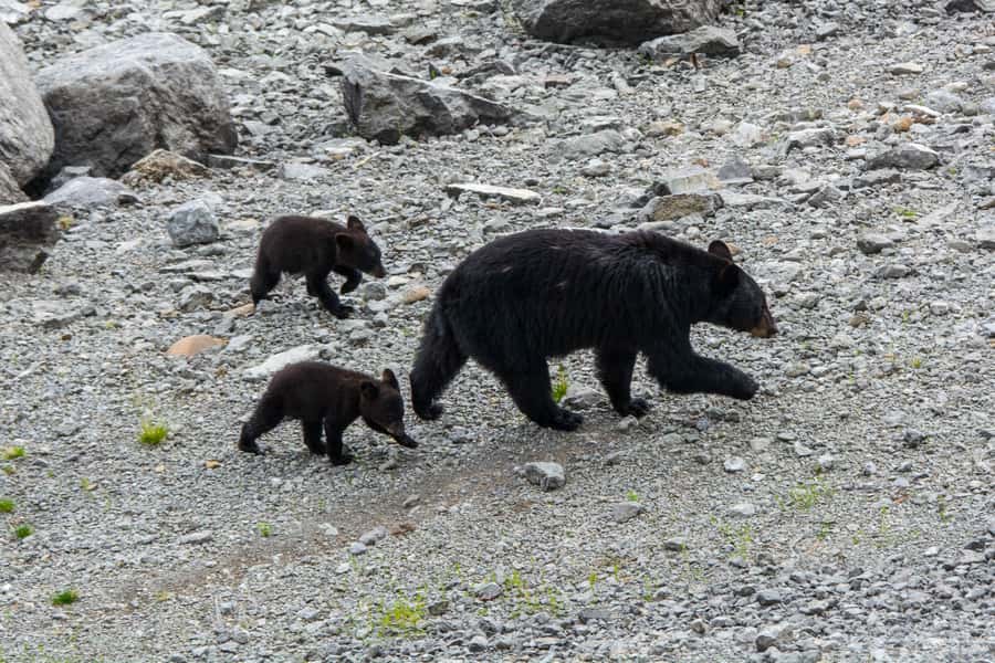 Jasper: Wildlife and Waterfalls Tour with Maligne Cruise - Guides make the difference