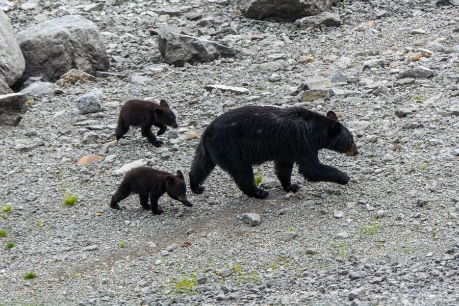 Jasper: Wildlife and Waterfalls Tour with Maligne Cruise - Price, walking, and what you need to bring